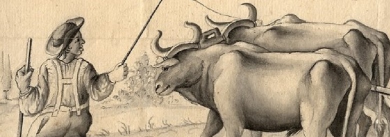 Ochsen nach Paris und der Reichtum Hohenlohes. Wahrheit oder Mythos?